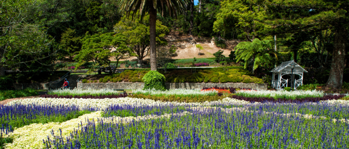 Lavender gardens at Wellington Botanic Garden